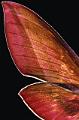 aile deilephila elpenor